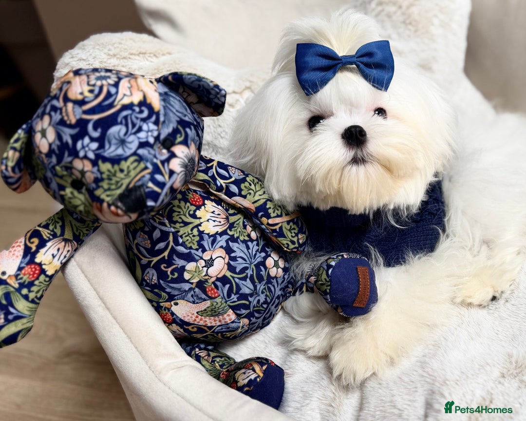 Maltese dogs for sale: Beautiful 6 month old Maltese Puppy Ready Now - Advert 13