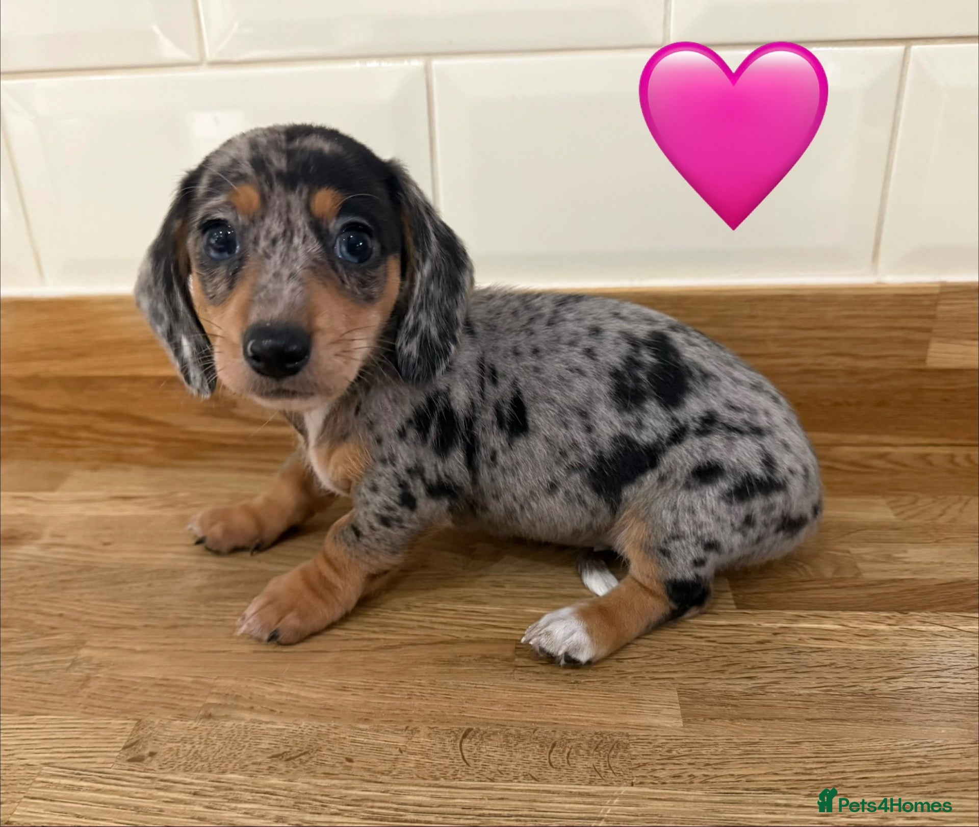 Miniature Dachshund dogs Beautiful Dapples 5 Star Licensed 5 Star reviews  - Advert 1