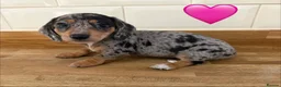 Miniature Dachshund dogs for sale: Beautiful Dapples 5 Star Licensed 5 Star reviews  - Advert 21