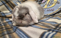 Mini Lop rabbits for sale: Mini lop bunny  - Image 4
