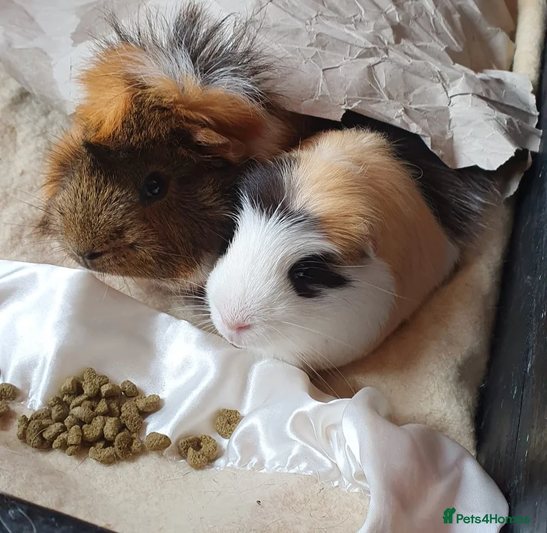 Guinea Pig rodents for sale: 2 guinea pigs! in Bolton - Advert 1
