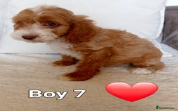 Cockapoo dogs for sale: Beautiful Green eyed, f1 cockerpoos - Image 8