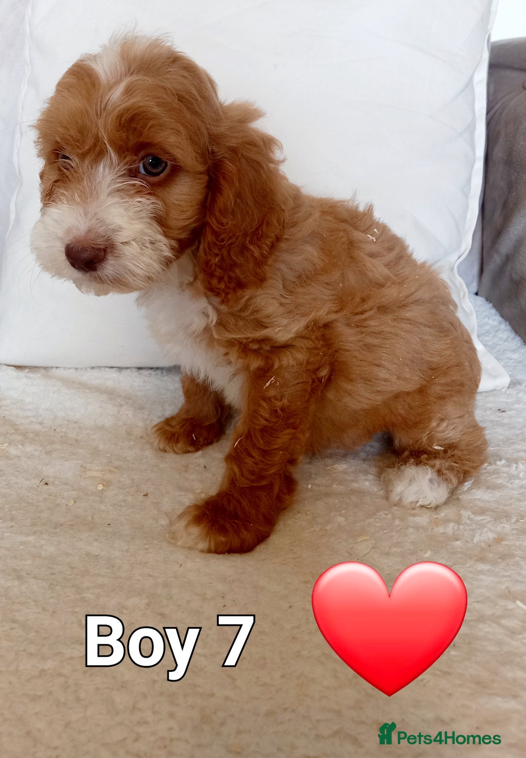 Cockapoo dogs for sale: Beautiful Green eyed, f1 cockerpoos - Image 8