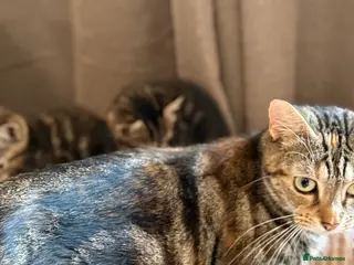 Domestic Shorthair cats Four beautiful kittens - Advert 12
