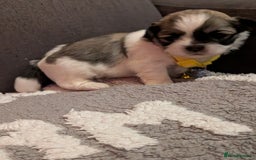 Lhasa Apso dogs for sale: Last gorgeous Lhasa apso boy yellow collar - Image 6