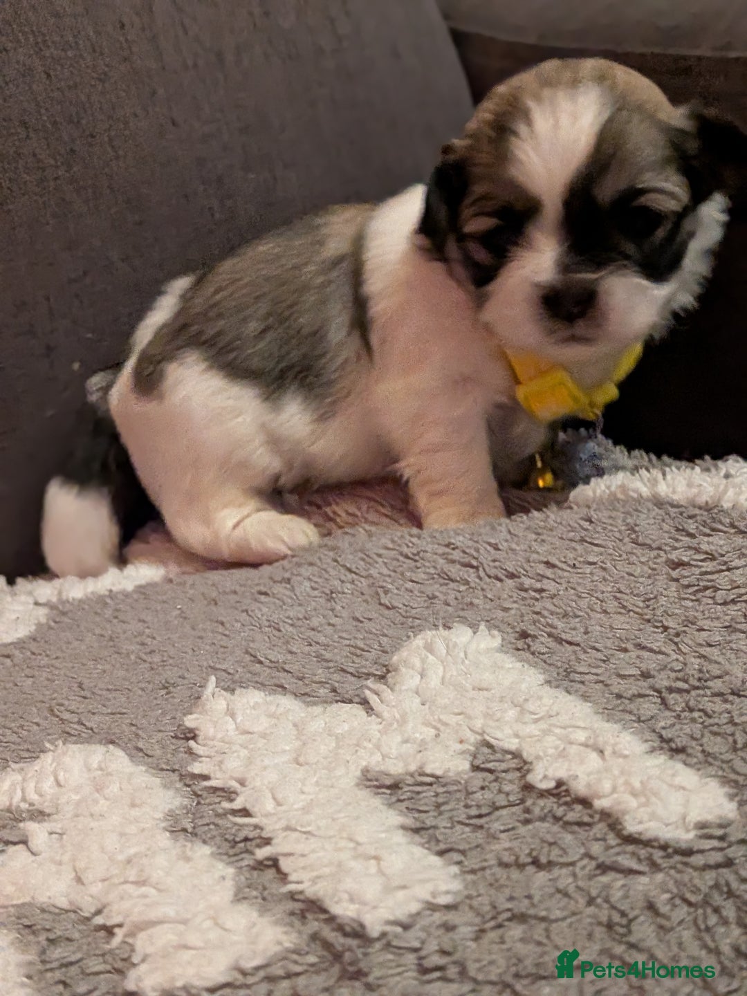 Lhasa Apso dogs for sale: Last gorgeous Lhasa apso boy yellow collar - Image 6