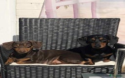 Miniature Dachshund dogs for sale: Miniature Dachshunds for sale  - Advert 4