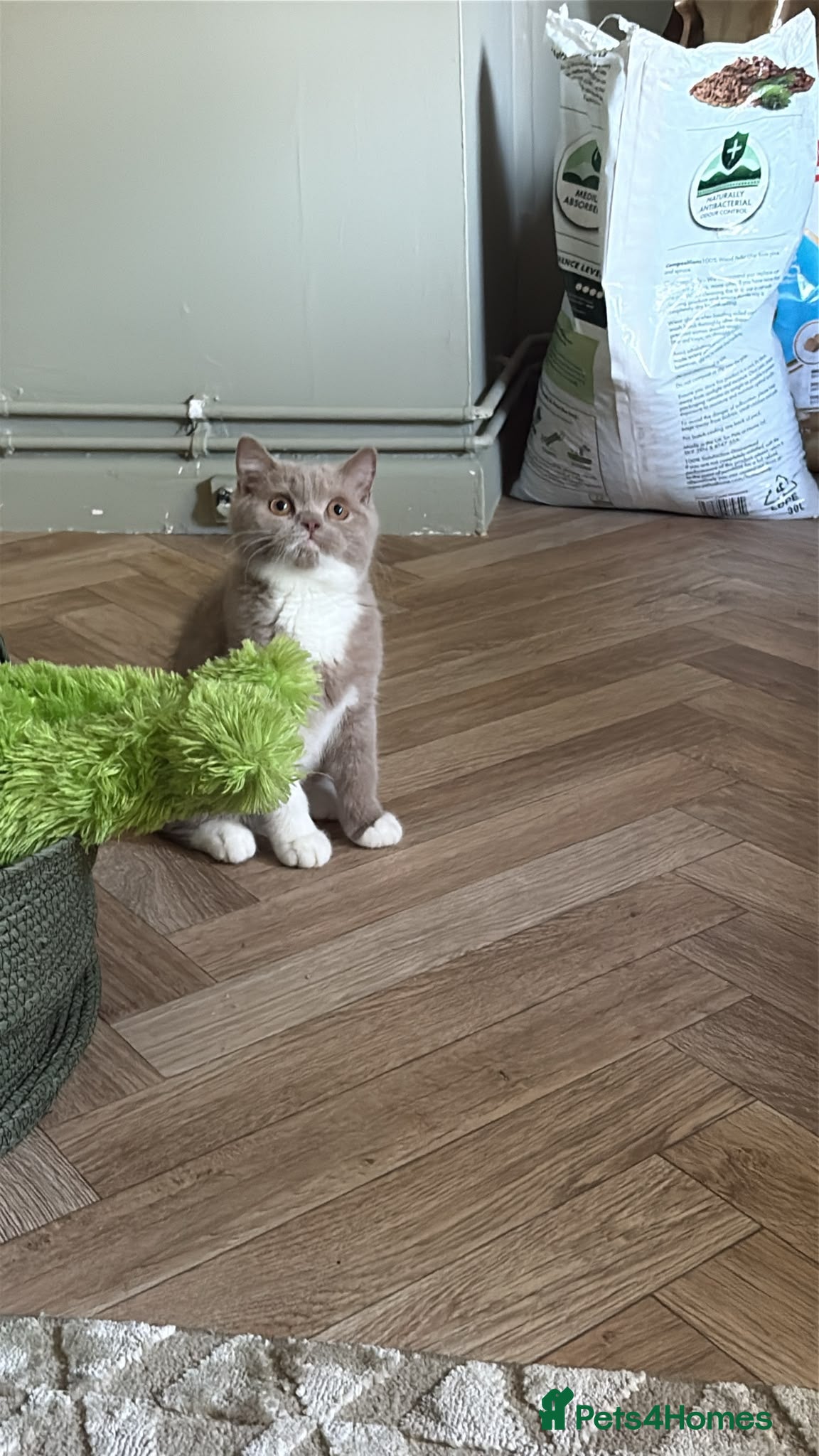British Shorthair cats GCCF & TICA REG Fawn and white male - Advert 2