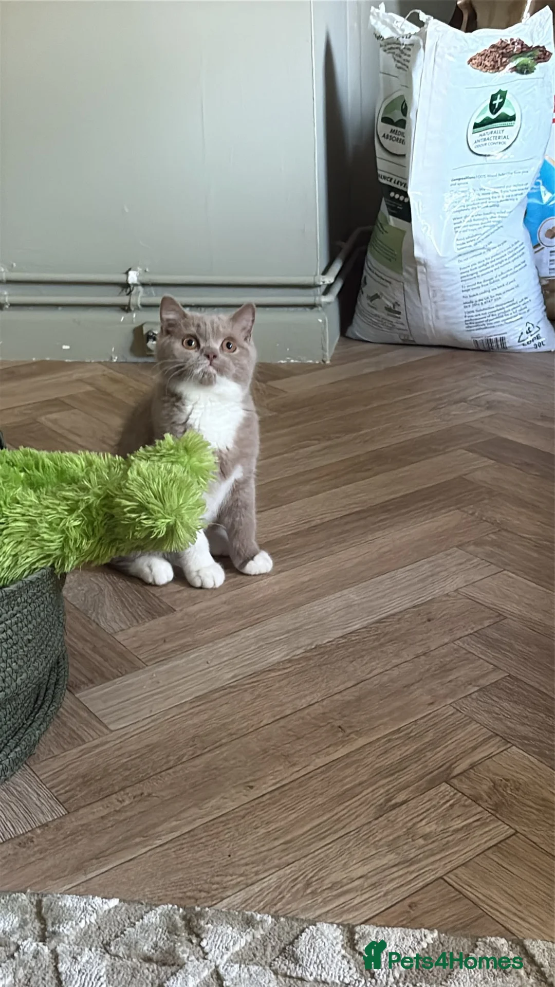 British Shorthair cats for sale: GCCF & TICA REG Fawn and white male - Advert 1