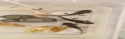 Axolotl reptiles for sale: Axolotl (wild & Leucistic) - Advert 3