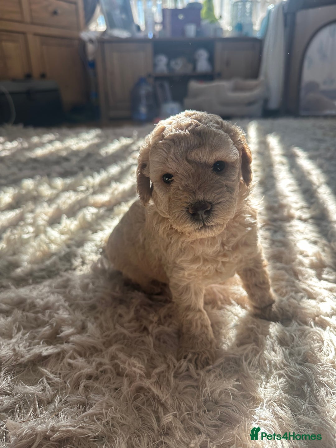 Cavapoochon dogs for sale: 3 beautiful cavapoochon puppies  - Image 6