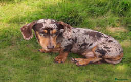 Miniature Dachshund dogs for sale: Rainbow Litter KC REG mini Daxi  - Image 21