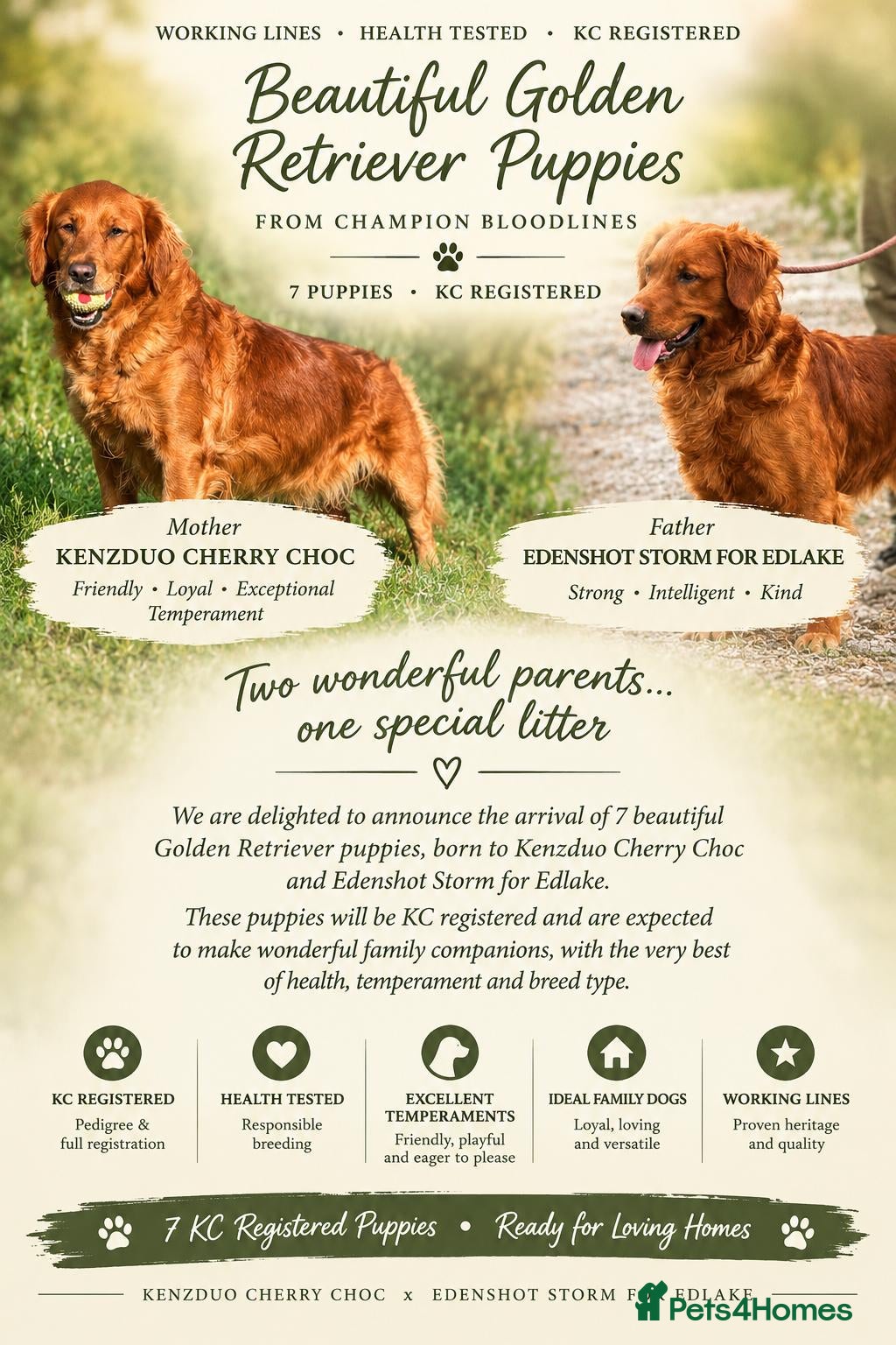 Golden Retriever dogs for sale: 🌟DNA clear, dark, golden puppies 🌟 - Advert 1