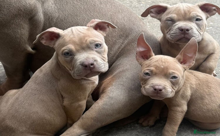 American Bully dogs - Advert 2