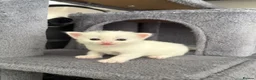 Turkish Angora cats for sale: 3 Adorable Kittens - Advert 12