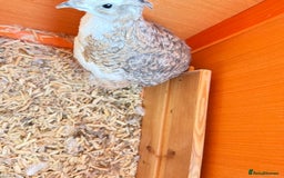 Quail poultry for sale: Two male quail  - Advert 2