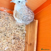 Quail poultry Two male quail - Advert 1