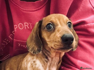 Dachshund dogs Dachshund female and male.Ready for adoption NOW. - Advert 15