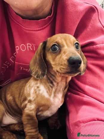 Dachshund dogs Dachshund female and male.Ready for adoption NOW. - Advert 15