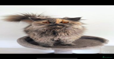 Persian cats - Advert 3