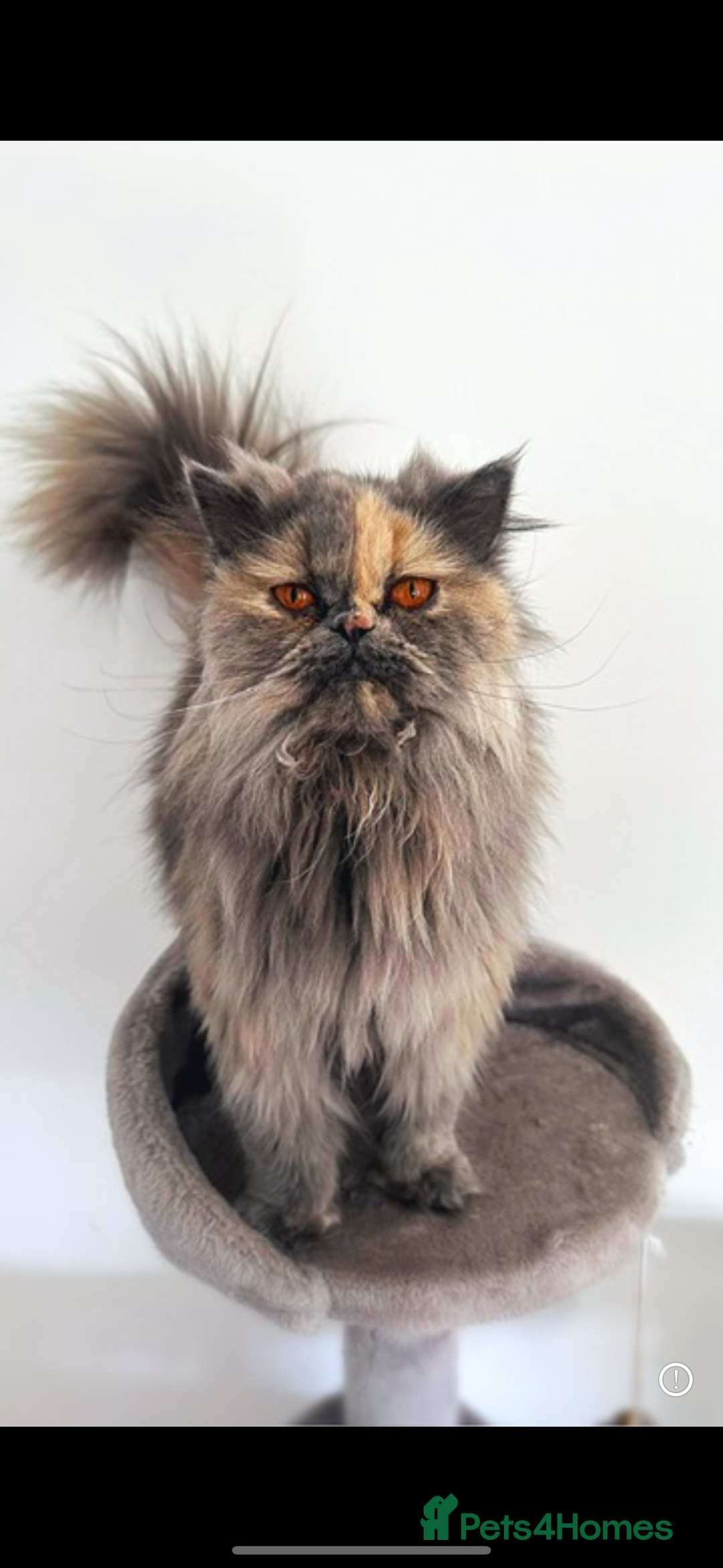 Persian cats for sale: 2 girls seaking permenant loving homes - Image 2