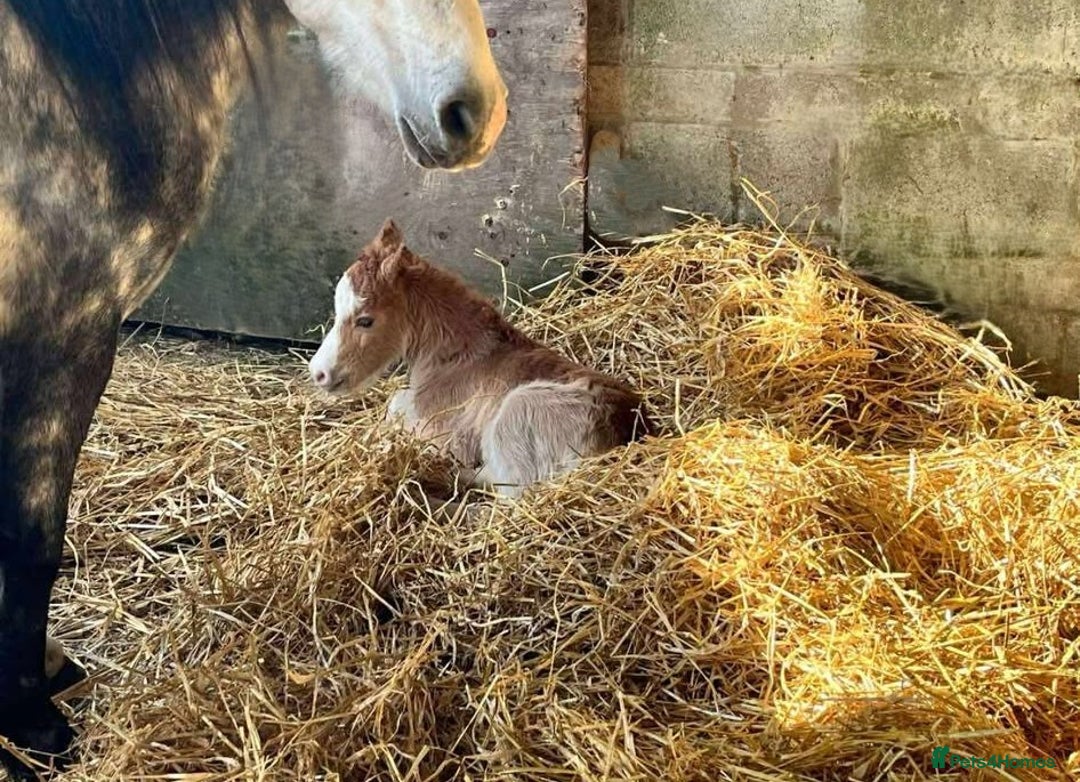 Welsh Section A horses for sale: Tame Gelding etm 11.2hh Kids Lead Rein Riding Pony - Advert 12