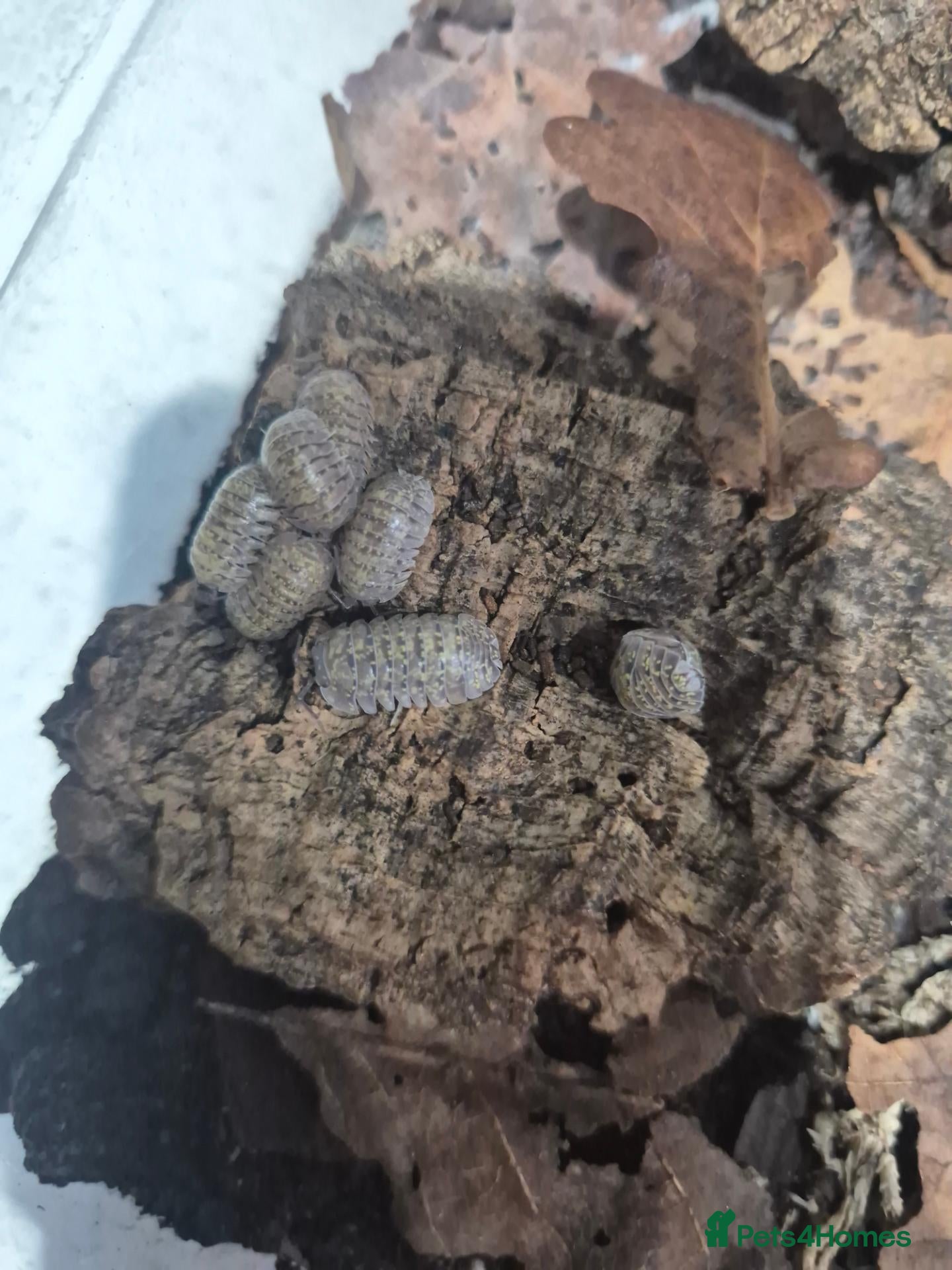 Mixed Breed invertebrates Reptile & bug collection for sale - Advert 2