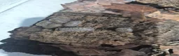 Mixed Breed invertebrates for sale: Reptile & bug collection for sale - Advert 2