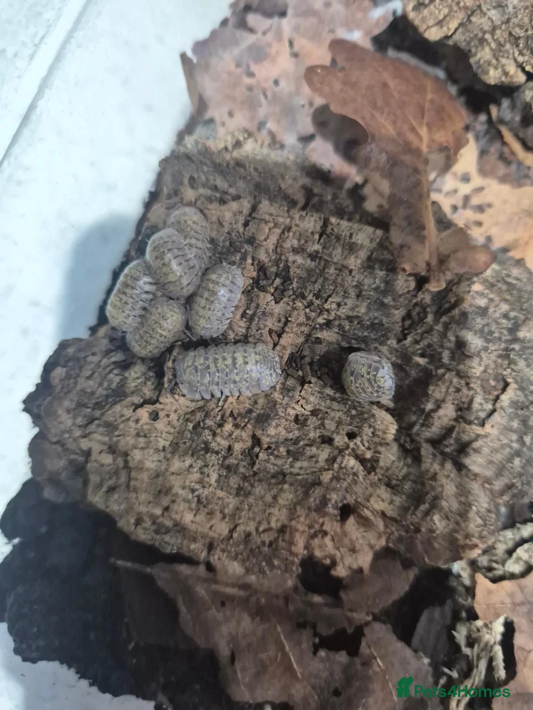 Mixed Breed invertebrates for sale: Reptile & bug collection for sale - Advert 2