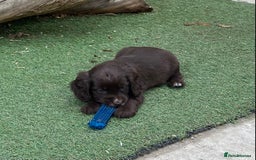 Cocker Spaniel dogs for sale: Exceptional working cocker spaniels  - Image 2