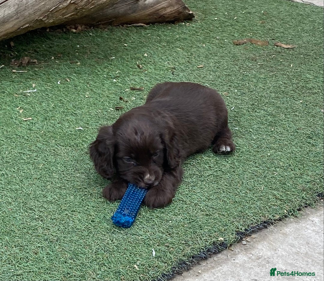 Cocker Spaniel dogs for sale: Exceptional working cocker spaniels  - Image 2