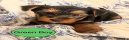 Yorkshire Terrier dogs for sale: Miniature Yorkie Puppies - Advert 9