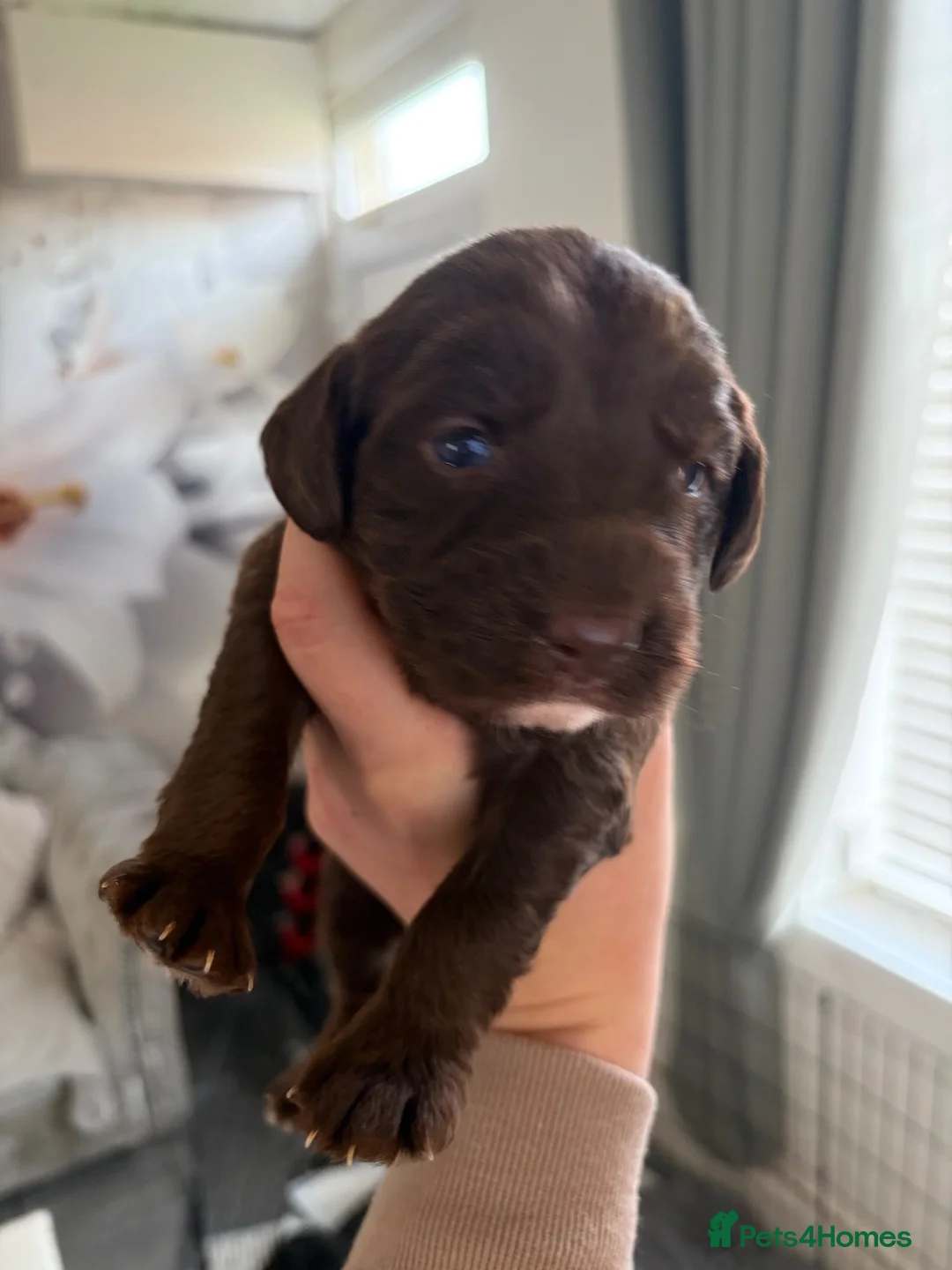 Mixed Breed dogs for sale: Labradoodle puppies for sale in Prescot - Advert 1