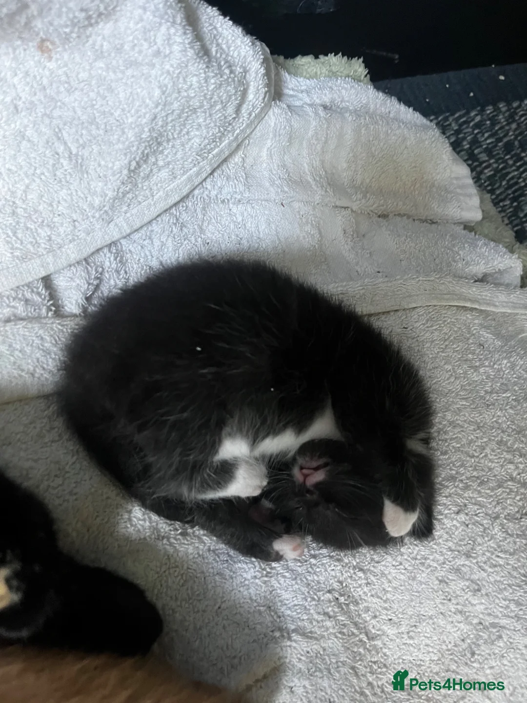 Mixed Breed cats for sale: Beautiful kittens - Advert 17