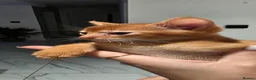 Abyssinian cats for sale: Beautiful Abyssinian female kittens  - Advert 11