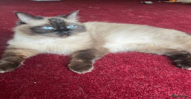 Ragdoll cats - Advert 9