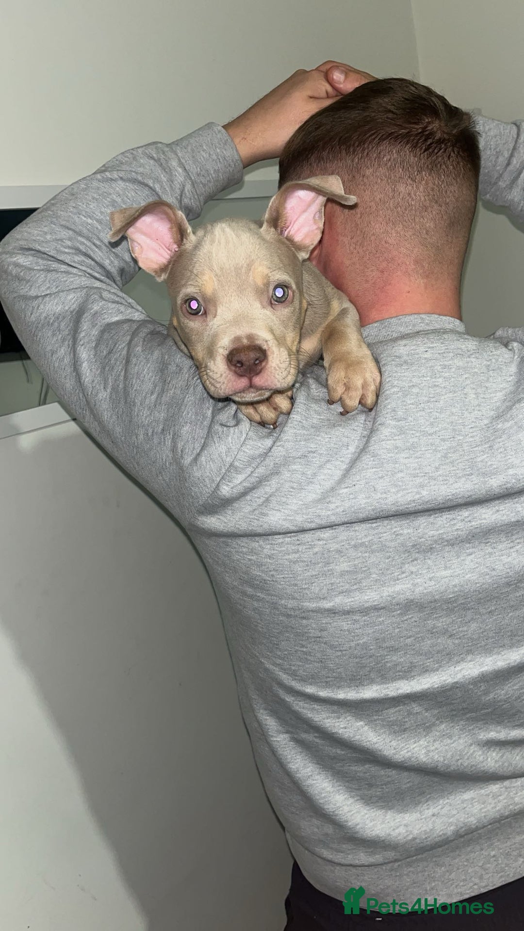 American Bully dogs for sale: 🦍🩸cowboy🤠- micro bully’s for sale  - Image 2