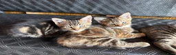 Mixed Breed cats for sale: 3 beautiful female kittens  - Advert 8