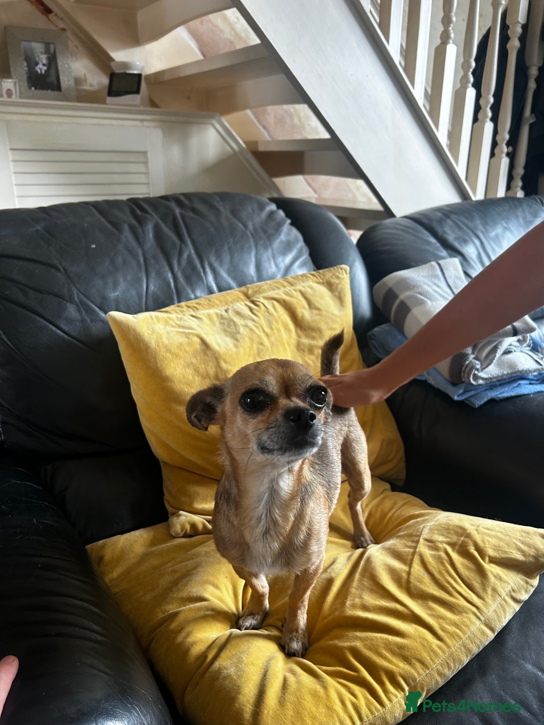 Chihuahua dogs for sale: 3 Gorgeous Chihuahua pups  - Image 6