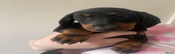 Dachshund dogs for sale: 1 BOY LEFT !!! Dachshund Puppies  - Advert 6
