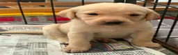 Labrador Retriever dogs for sale: Fantastic litter of eight kc working labradors - Advert 4