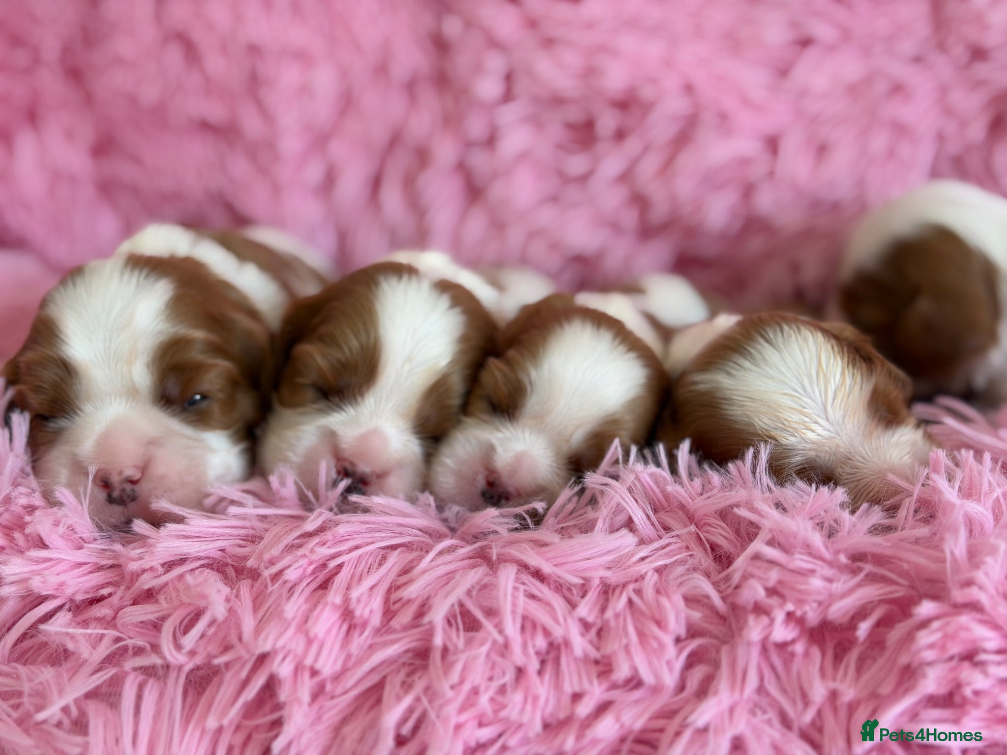 Cavalier King Charles Spaniel dogs KC reg TOP Cavaliers King Charles Spaniel - Advert 2