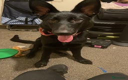 German Shepherd dogs for sale: Midnight - Image 1
