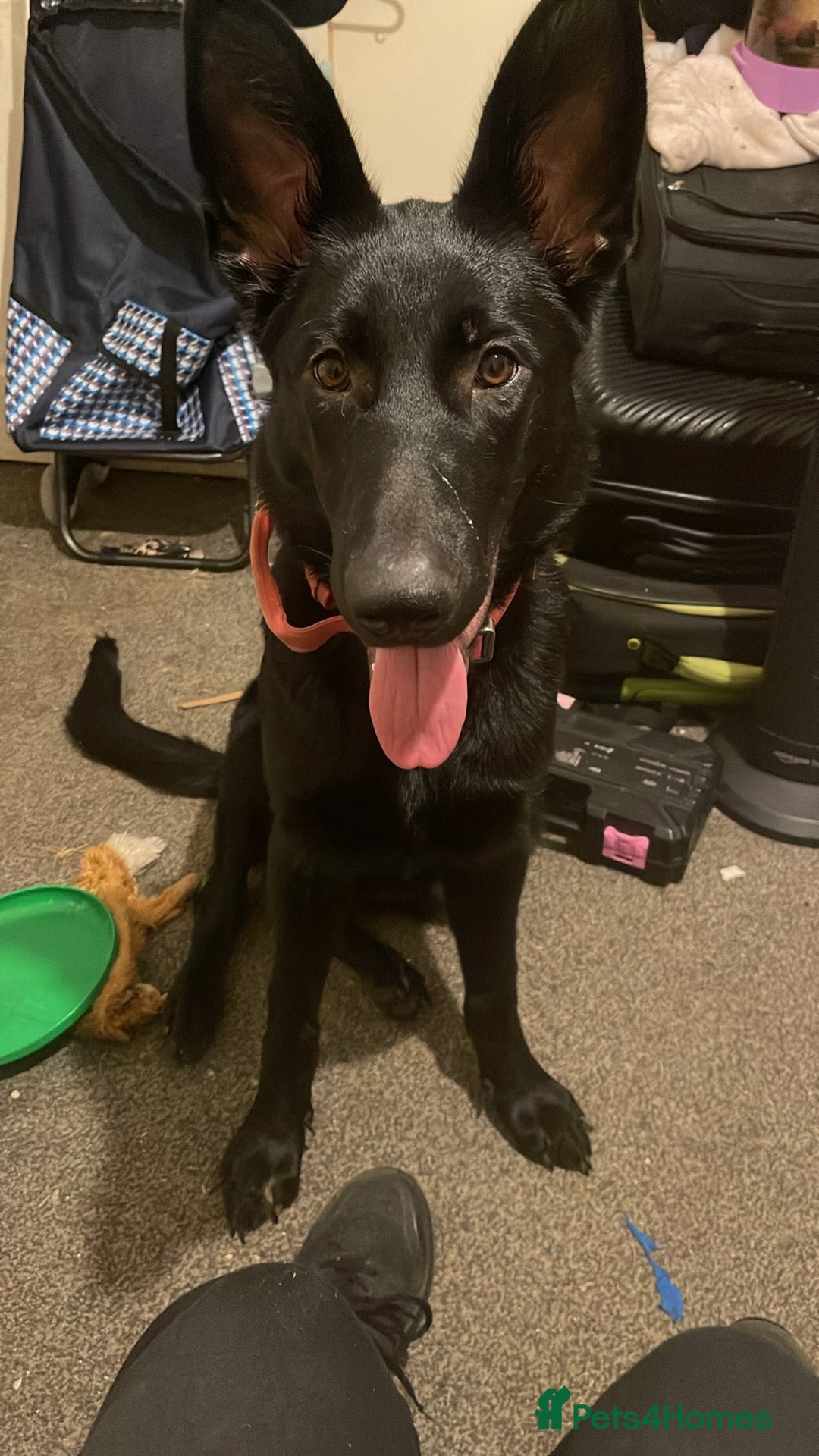 German Shepherd dogs for sale: Midnight - Image 1