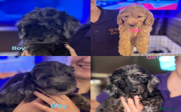 Cockapoo dogs - Advert 11