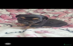 Jack Russell dogs for sale: 2 Beautiful Jack Russell puppies ready now - Image 5