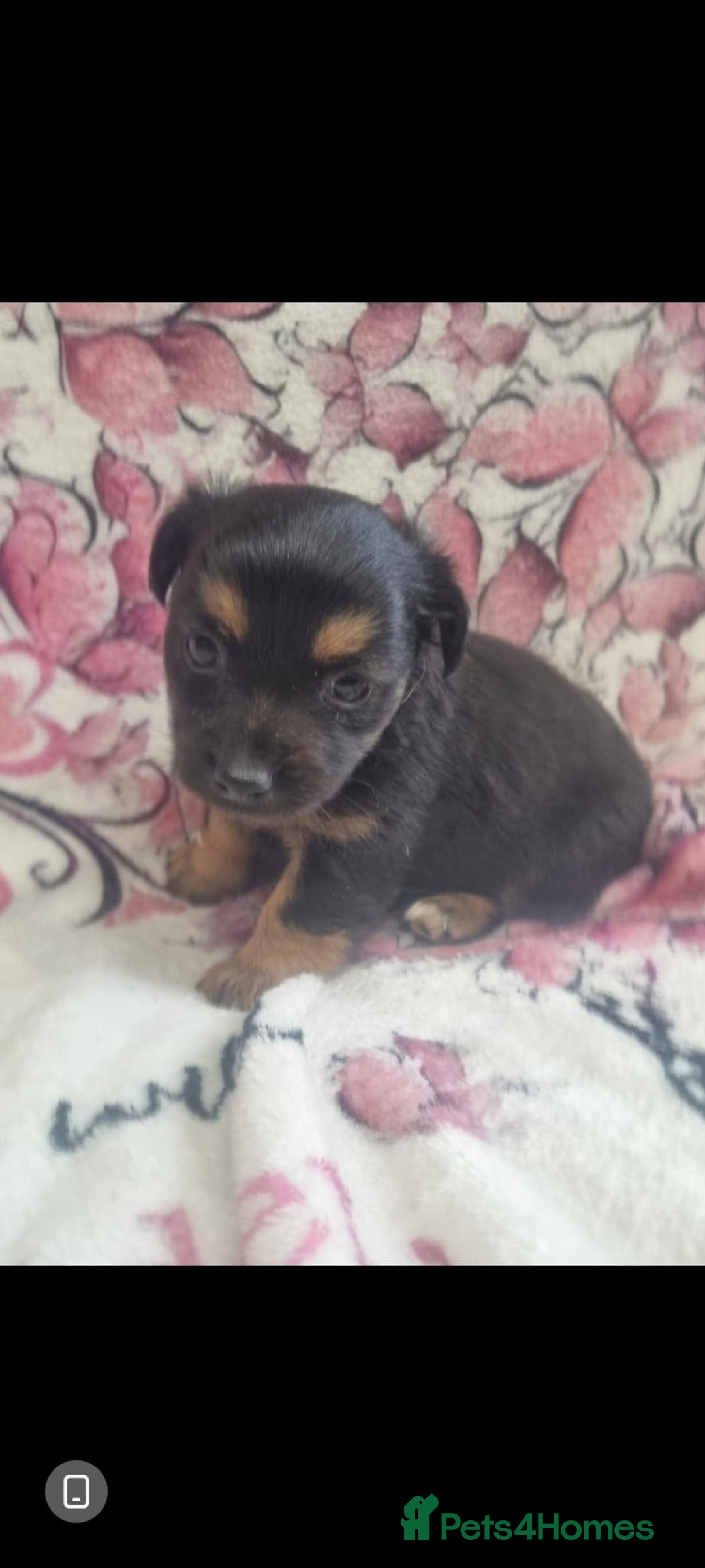 Jack Russell dogs for sale: 2 Beautiful Jack Russell puppies ready now - Image 5
