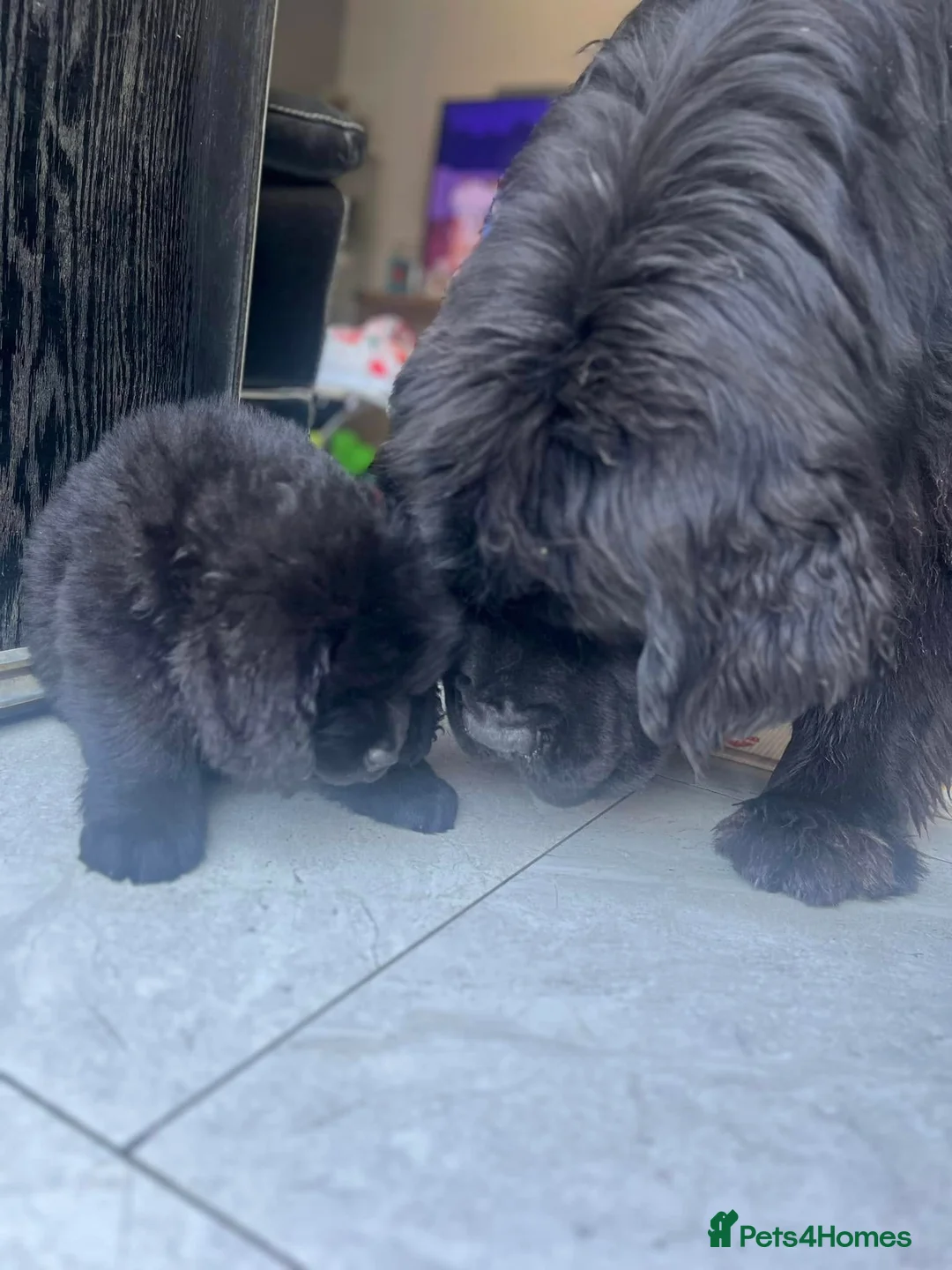 Newfoundland dogs for sale: 💖Available Newfoundland Cute Babies. - Advert 9