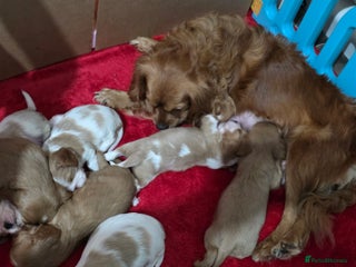 Cavalier King Charles Spaniel dogs Cavalier king charles puppies - Advert 1