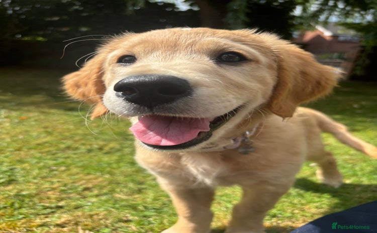 Golden Retriever dogs - Advert 6